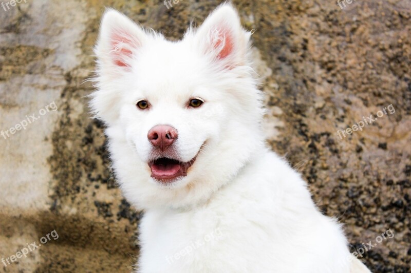 Dog Puppy Beach Rock Cute