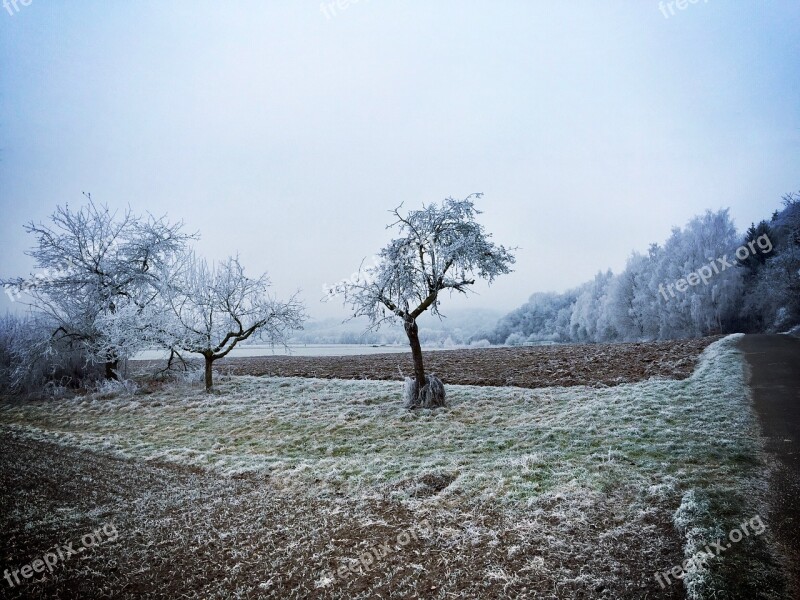 Winter Cold Wintry Tree Frost