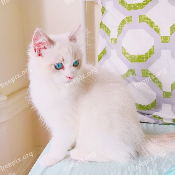 Kitten Cat Ragdoll Animal Blue Eyes