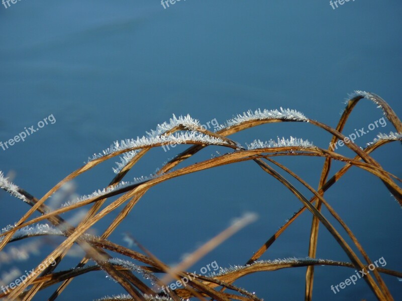 Winter Lake Reed Ice Snow