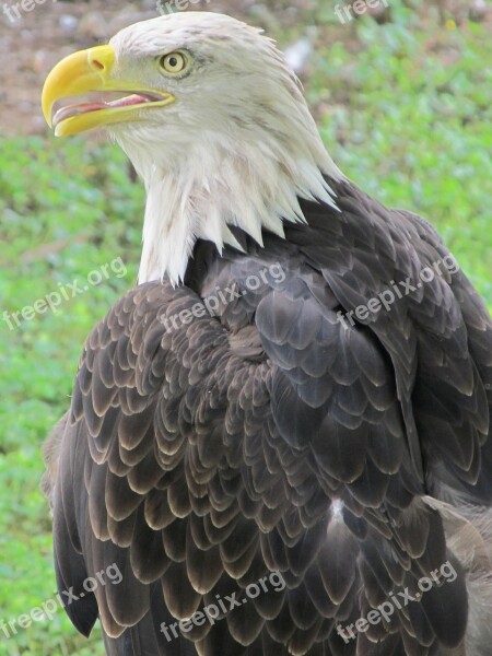 Bald Eagle Eagle Raptor Majestic Bald