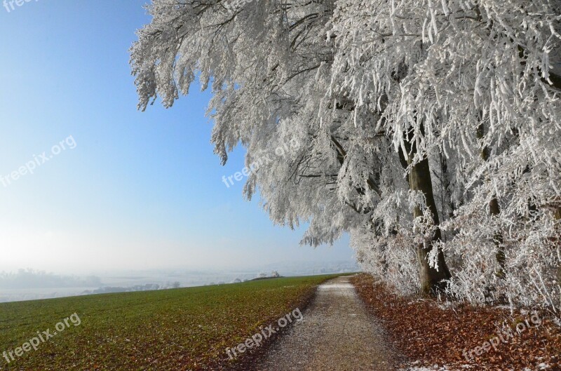 Snow Winter Landscape Field Wide