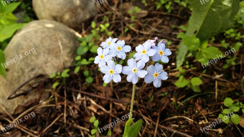 Forget-me-not Myosotis Flower Blue Light Blue