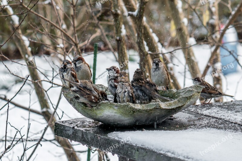 Winter Birds Sparrows Nature Cold