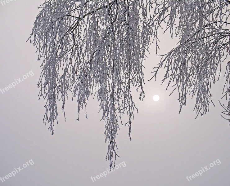 Nebelmorgen Hoarfrost Cold Birch Sunburst