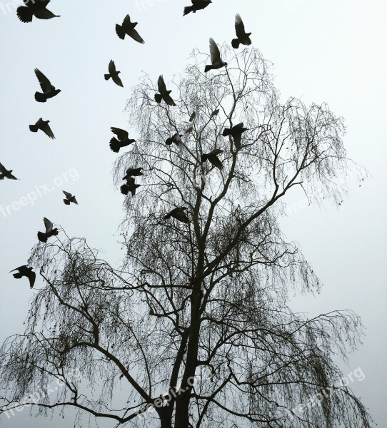 London Winter Startled Pigeons Cold Drab