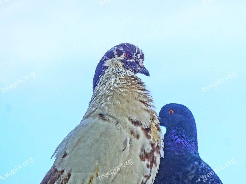 Pigeons Chicks Acapulco Free Photos