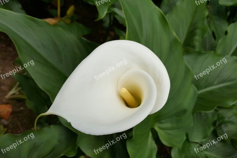 Calla White Pure Vegetable Cleansing Natural Plant