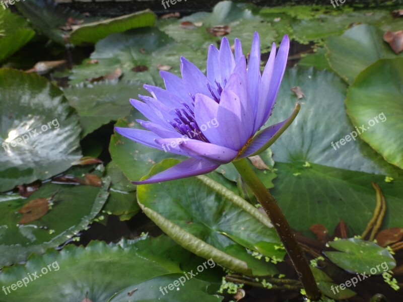 Nymphaea Alba Lotus Purple After The Afternoon Purple Nymphaea Alba