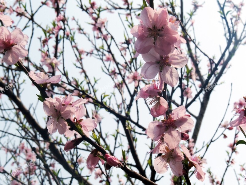 Peach Blossom Peach Tree Spring Free Photos