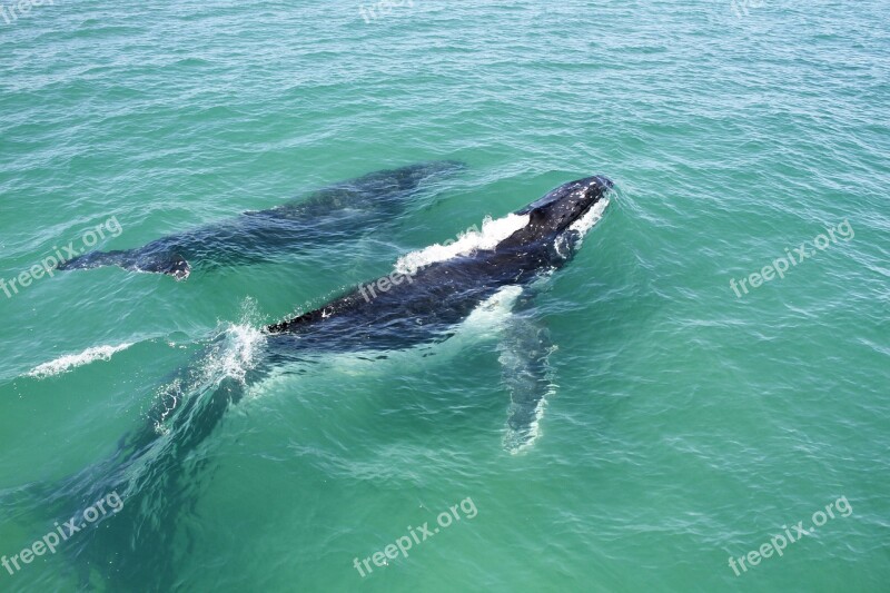 Whales Nature Pod Mother And Calf Sea