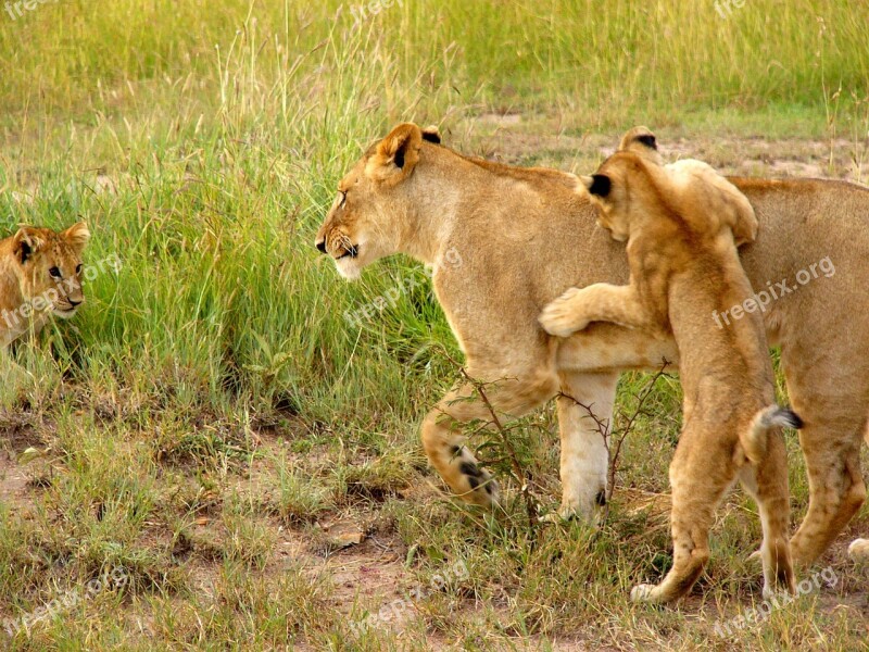 Lion Cub Cub Playing Mother Lion Lioness