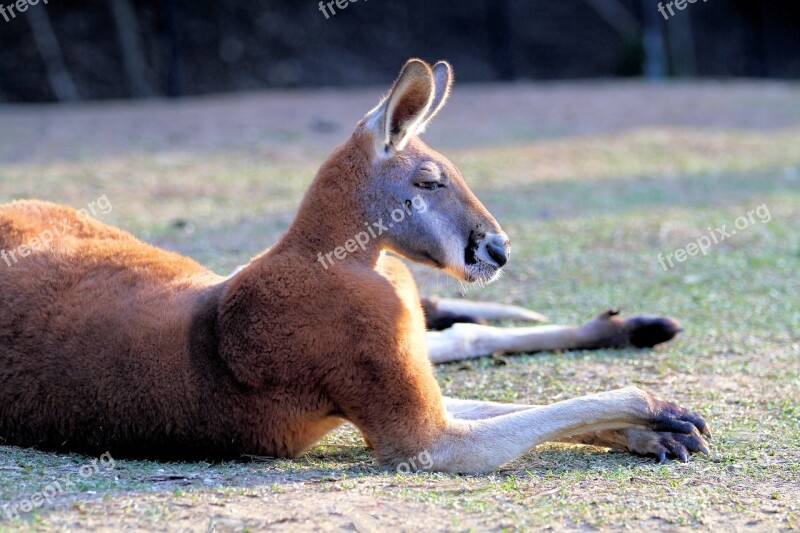 Kangaroo Red Australia Wildlife Animal