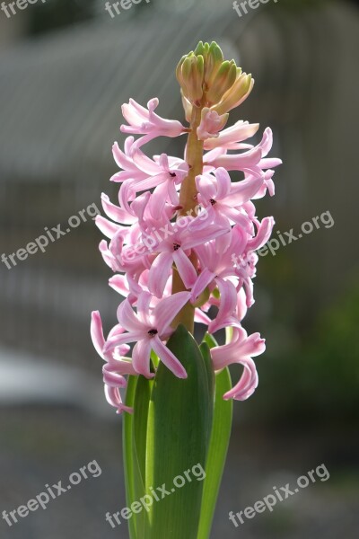 Wind Nobuko Flower Bulbs Pink Sunshine Free Photos