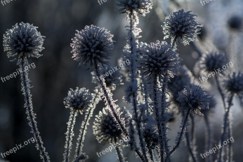 Winter Wintry Nature Frost Shrubs