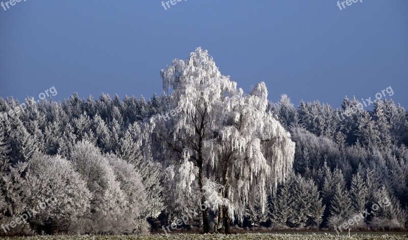 Trees Snowy Winter Snow Wintry