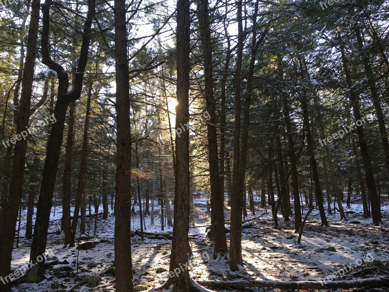 Pine Trees Sunlight Shining Pine Forest