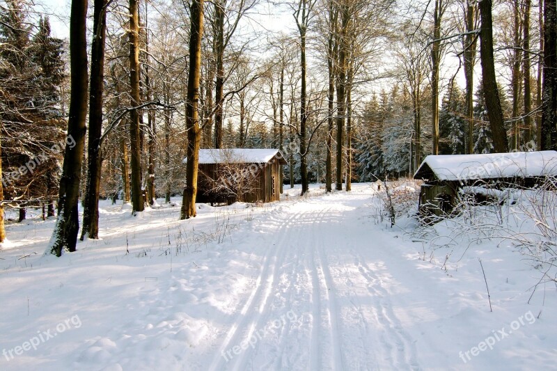 Winter Forest Snow Wintry Resin Trail