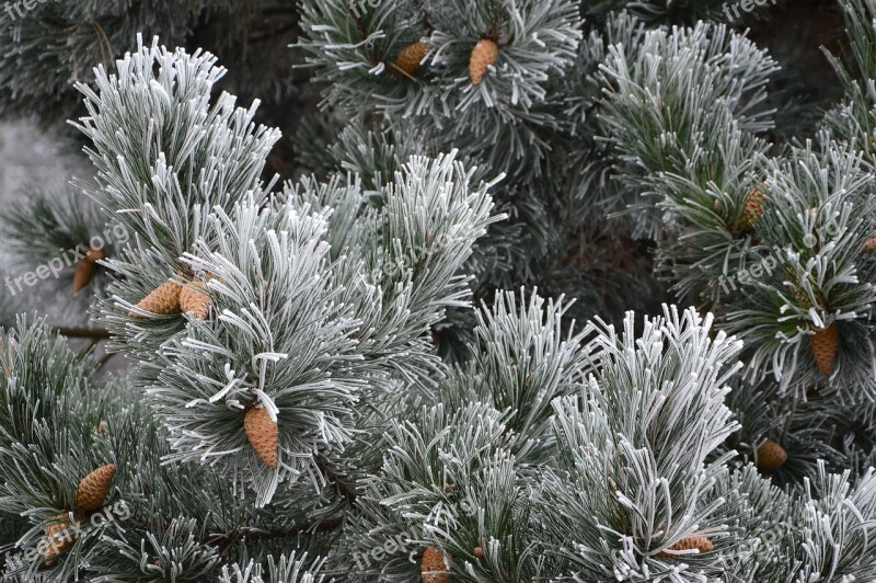 Winter Snow Tree Pine Pine Cone