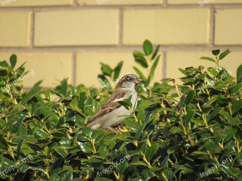 Bird Brick Wall Nature Wildlife Sparrow