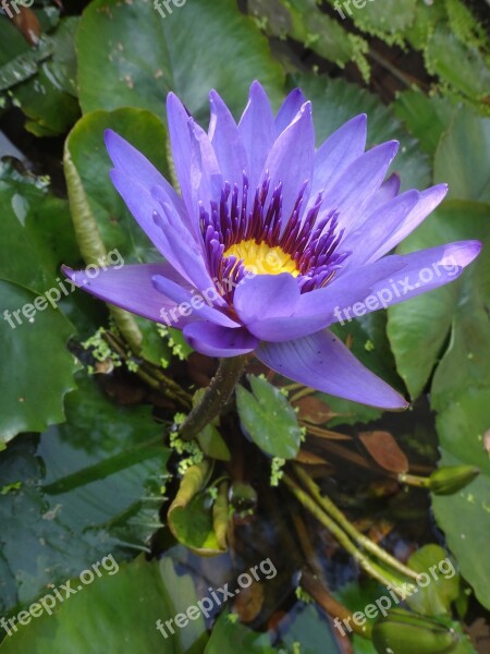 Lotus Purple Nymphaea Alba Nymphaea Alba Purple After The Afternoon