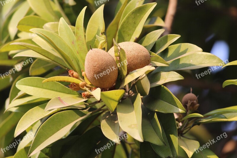 Sapodilla Chiku Fruit Plant Long Lived