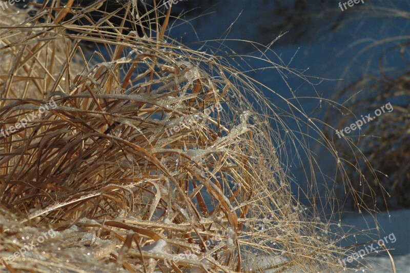 Grass Winter Nature Cold Season