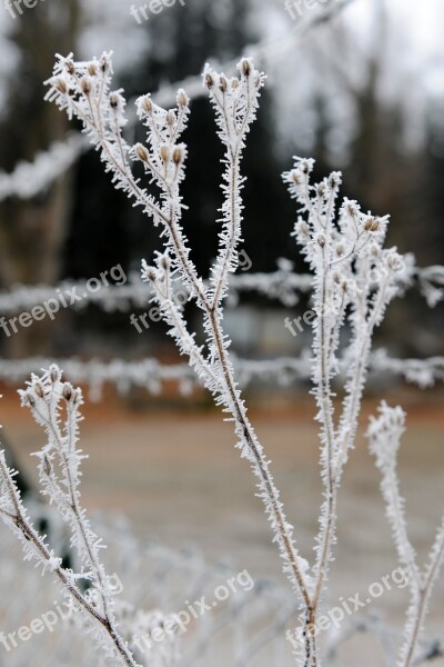 Frost Winter Cold Snow Wintry