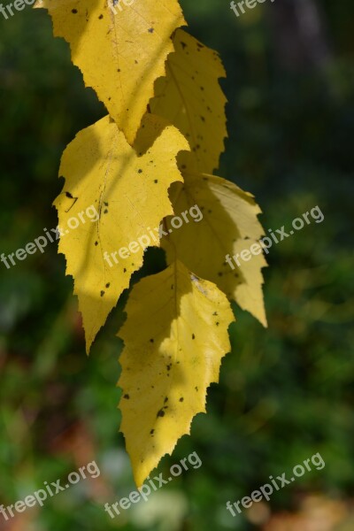 Leaves Autumn Fall Foliage Free Photos