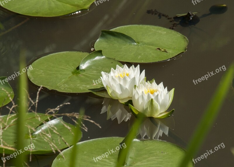 Water Lily Plant Pond Flower Aquatic Plant