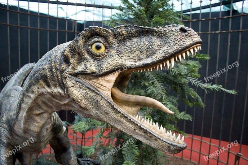 Dinos Velociraptor Raptors Dinosaur Free Photos