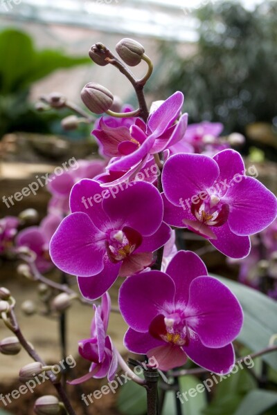 Orchids Flowers Blossom Bloom Purple