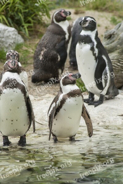 Penguins Animals Glasses Penguin Waterfowl Zoo