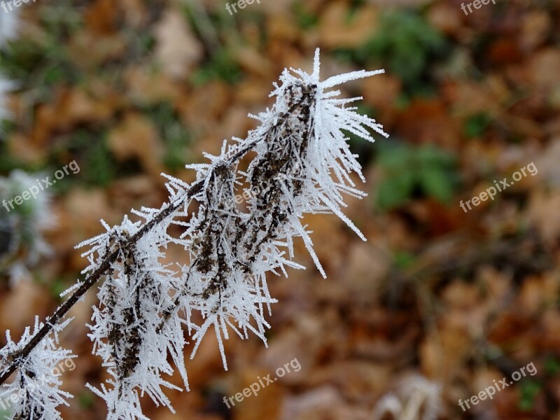 Hoarfrost Frost Frozen Plant Ice Needles