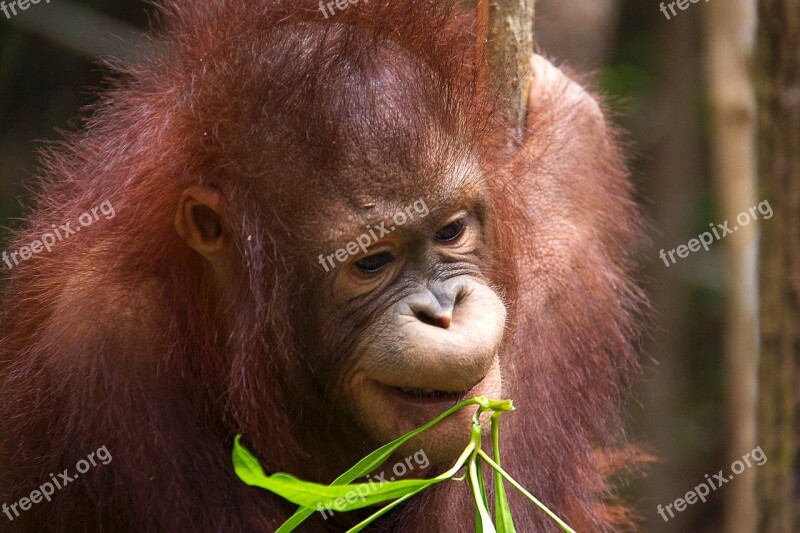 Orang-utan Wild Borneo Primate Ape