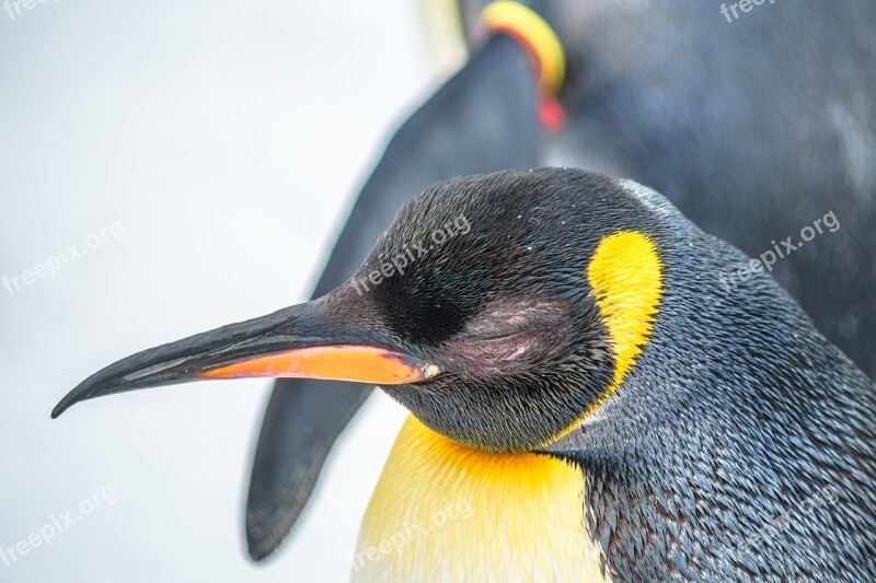 Zoo Penguin Animal Bird Animal World