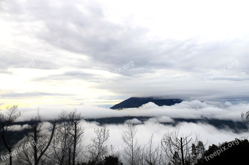 Fog Nature Forest Foggy Natural