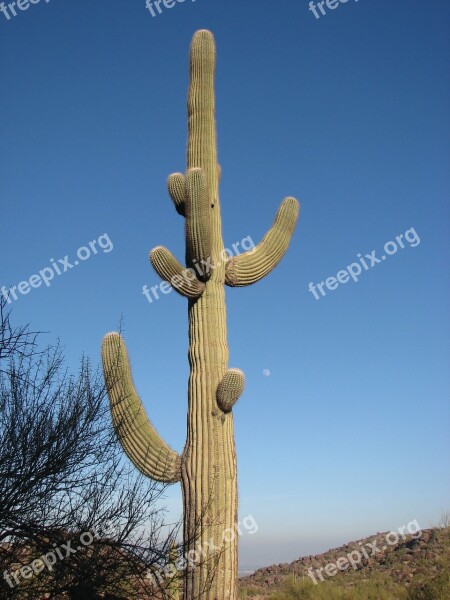 Desert Cactus Sequoia Sequoia Cactus Free Photos