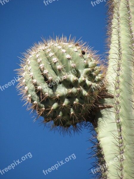 Cactus Desert Plant Sequoia Free Photos