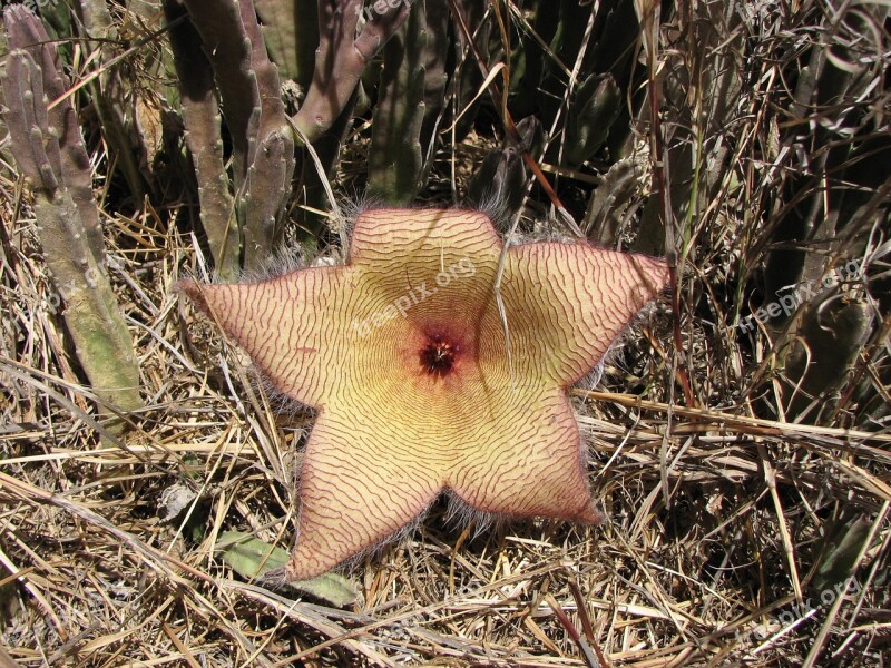 Cactus Flower Flower Desert Plant Blossom