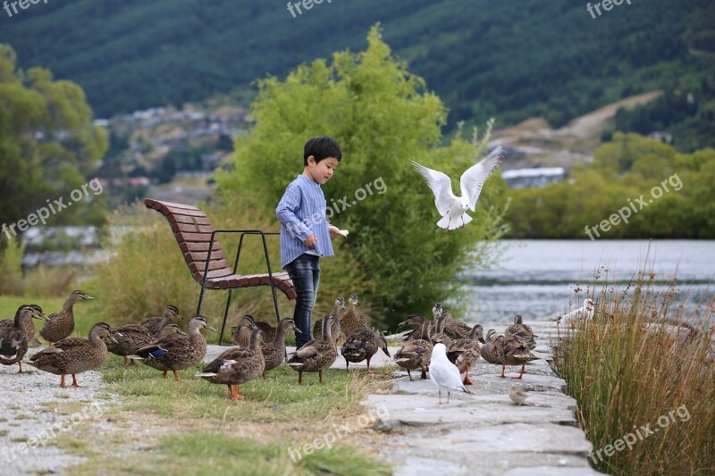 Duck Birds Feed Seagull New Zealand