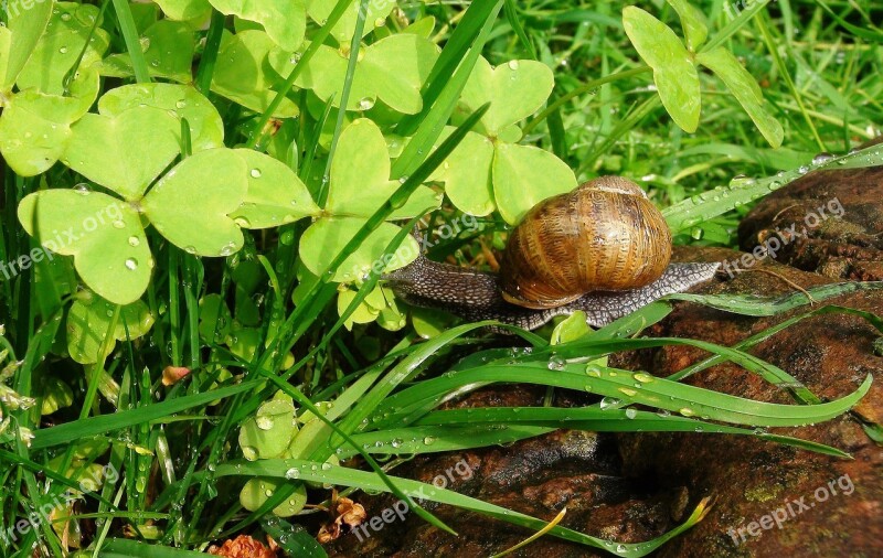 Snail Rain Animal Field Animals