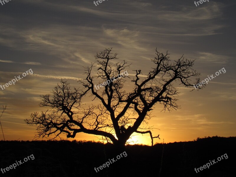 Tree Sunset Nature Landscape Sky