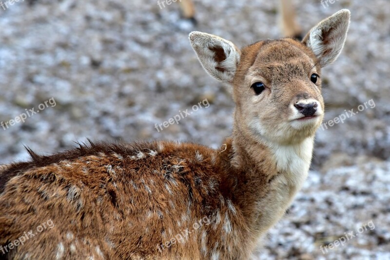 Deer Puppy Fawn Bambi Gray