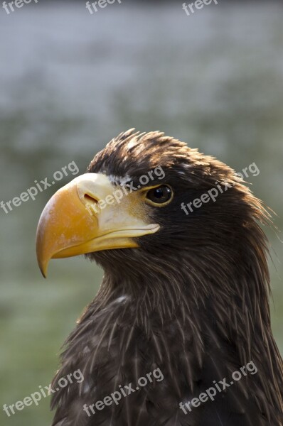 Adler Raptor Bird Of Prey Bird Animal