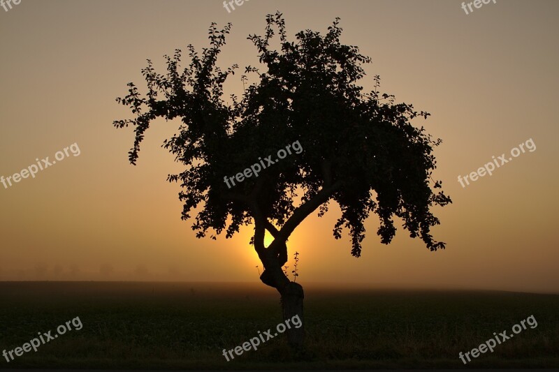 Sunrise Hdr Tree Landscape Mood