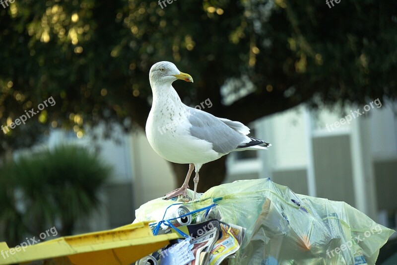 Gull Trash Bird City Urban