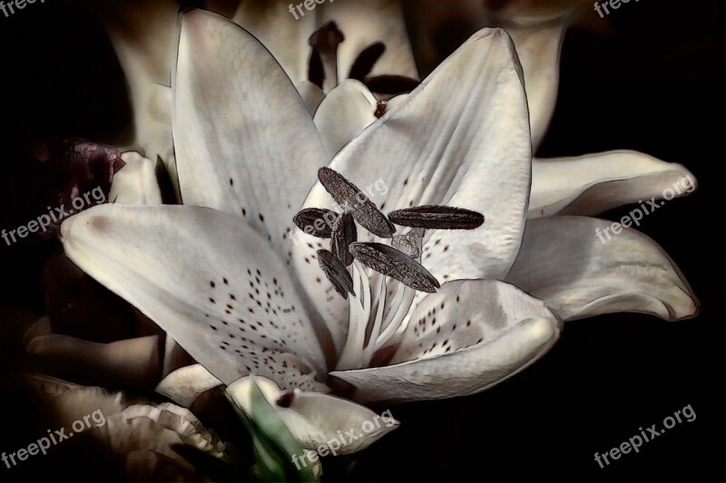 Flower Blossom Bloom White Lily