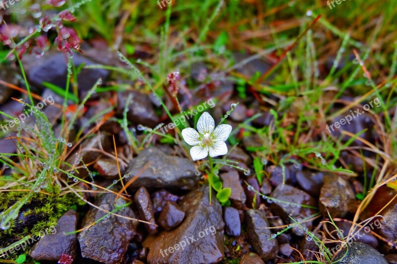 Iceland Flower White Blossom Bloom