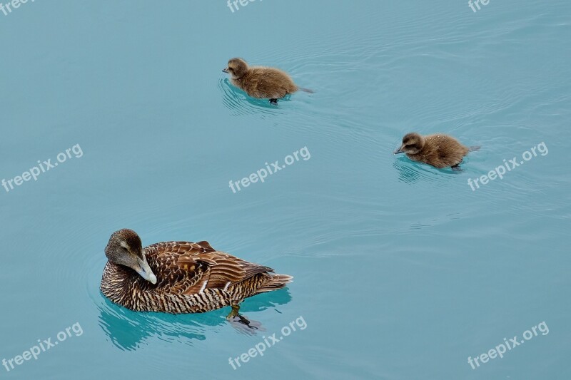 Duck Chicks Small Cute Waterfowl